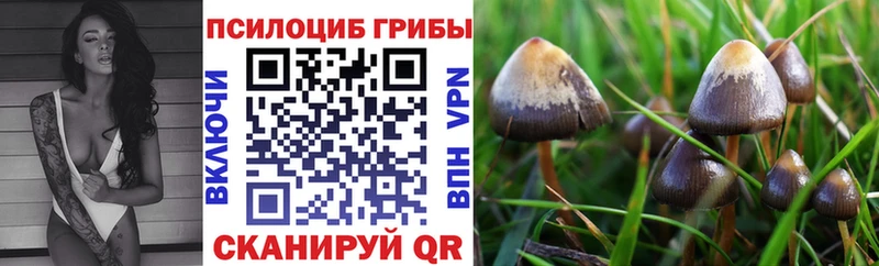 Галлюциногенные грибы Psilocybine cubensis  Кедровый 